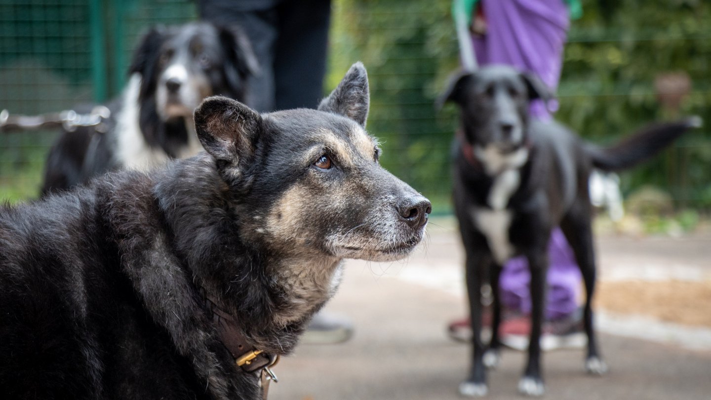 Drei Hunde bei der Eröffnung der Welpenstation auf dem Sonnenhof