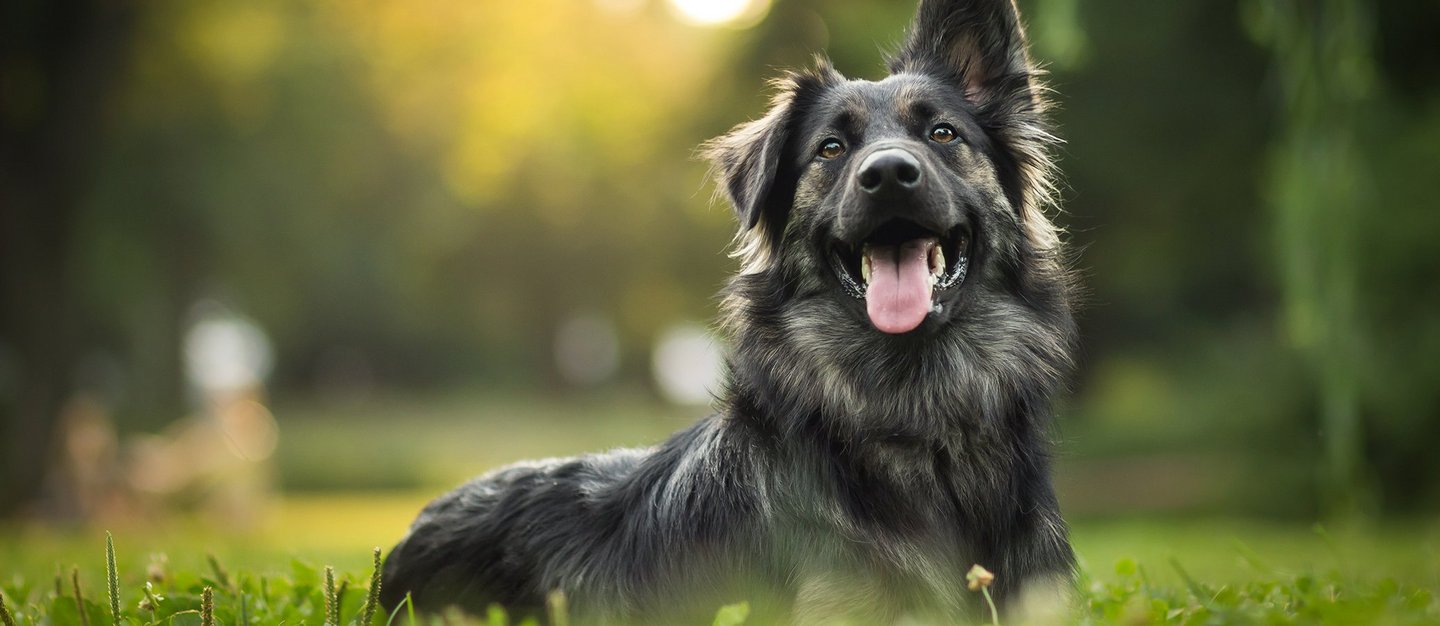 schwarzer Hund liegt auf Wiese mit einem hochgestreckten Ohr