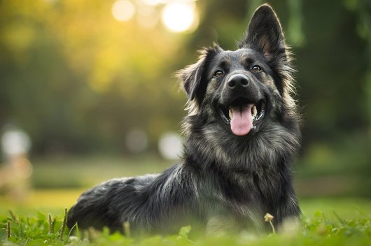 schwarzer Hund liegt auf Wiese mit einem hochgestreckten Ohr