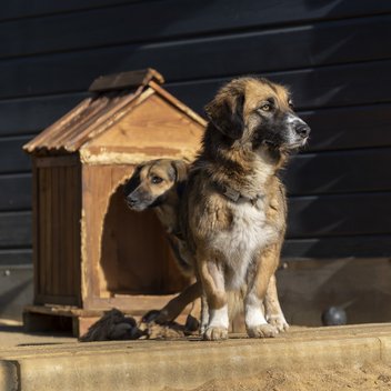 Es sonnt sich vor einer kleinen Holz-Hundehütte ein sitzender Hund