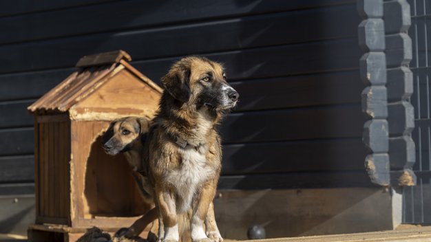 Es sonnt sich vor einer kleinen Holz-Hundehütte ein sitzender Hund