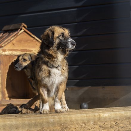 Es sonnt sich vor einer kleinen Holz-Hundehütte ein sitzender Hund