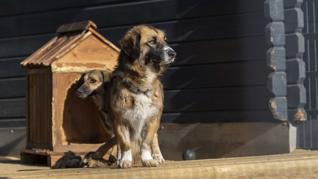 Es sonnt sich vor einer kleinen Holz-Hundehütte ein sitzender Hund