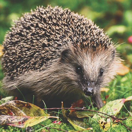 Ein Igel steht auf einer Wiese und ist von ein paar bunten Laubblättern umgeben. 