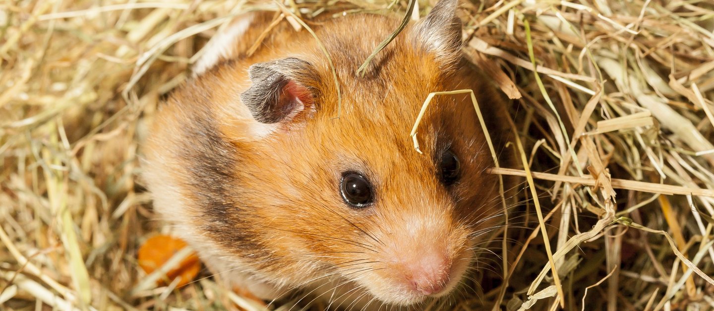 Hamster schaut aus Stroh heraus
