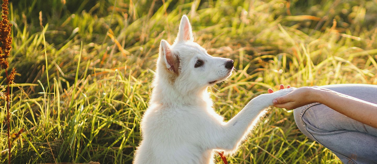 Hund legt seine Pfote in eine Hand