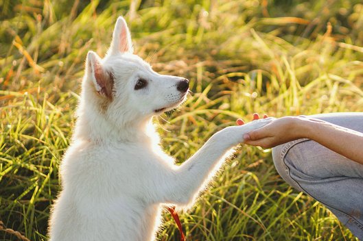 Hund legt seine Pfote in eine Hand