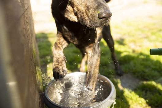 Ein Hund planscht mit den Vorderpfoten in seinem Wassernapf