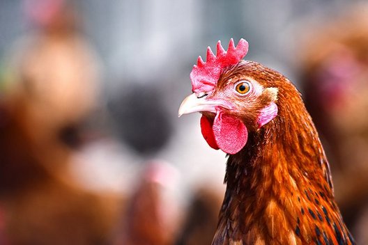 Nahaufnahme eines braunen Huhns bis zum Hals
