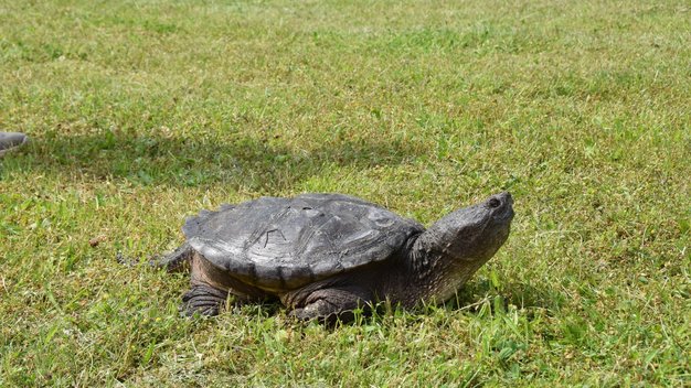 Schnappschildkröte Morla läuft über eine Wiese im Tierschutzzentrum Weidefeld.