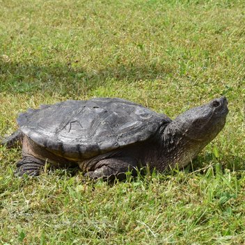 Schnappschildkröte Morla läuft über eine Wiese im Tierschutzzentrum Weidefeld.