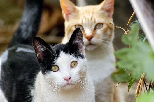 Eine schwarz-weiße und eine rot-weiße Katze im Gebüsch