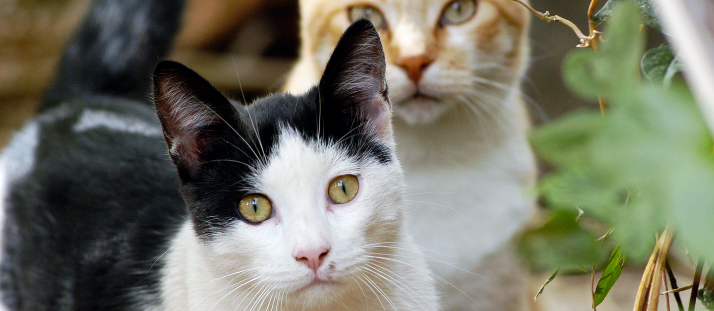 Eine schwarz-weiße und eine rot-weiße Katze im Gebüsch