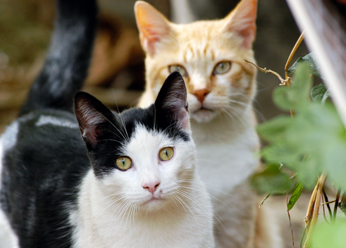 Eine schwarz-weiße und eine rot-weiße Katze im Gebüsch
