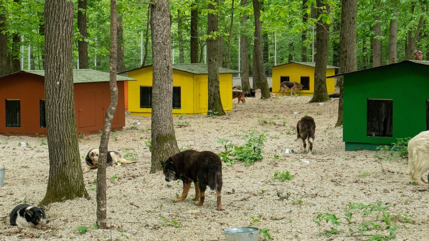 Hunde im Waldrefugium zwischen Bäumen und Hundehütten