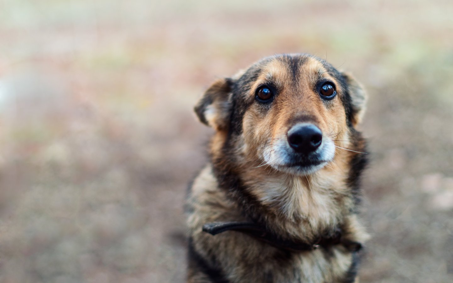 Hund schaut verängstigt und flehend in die Kamera als Symbol für Tierschutz