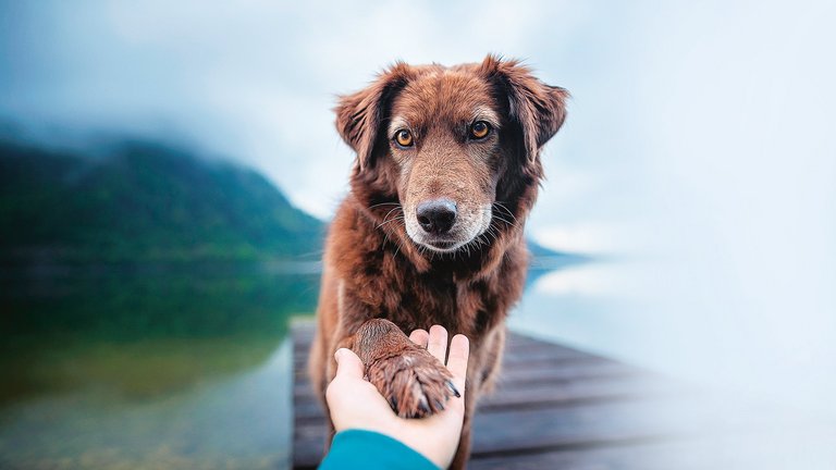 Ein Hund legt seine Pfote in die Hand eines Menschen