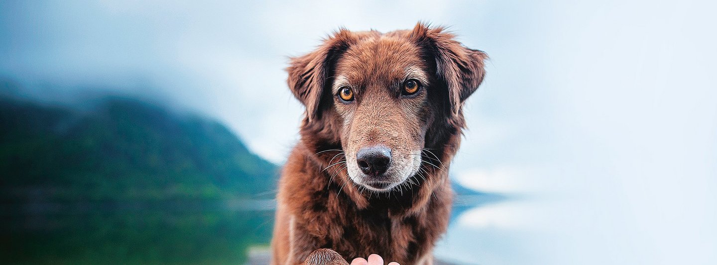 Ein Hund legt seine Pfote in die Hand eines Menschen
