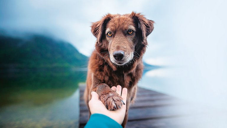 Ein Hund legt seine Pfote in die Hand eines Menschen
