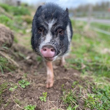 Minipig Queeny läuft auf der Weide