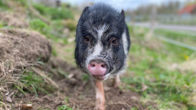 Minipig Queeny läuft auf der Weide
