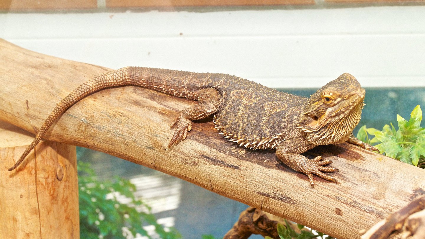 Bartagame im Terrarium im Tierheim