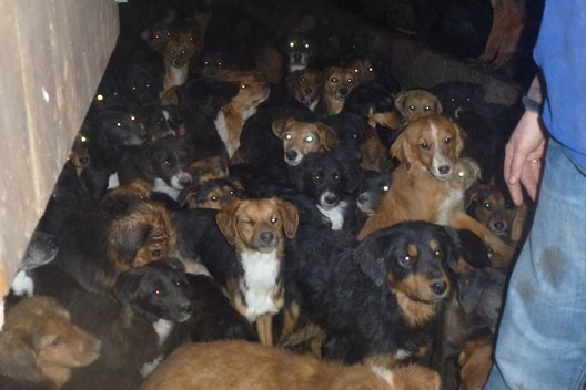 Bei einem Fall von Animal Hoarding sind unzählige Hund dicht aneinandergedrängt in einem dunklen Raum