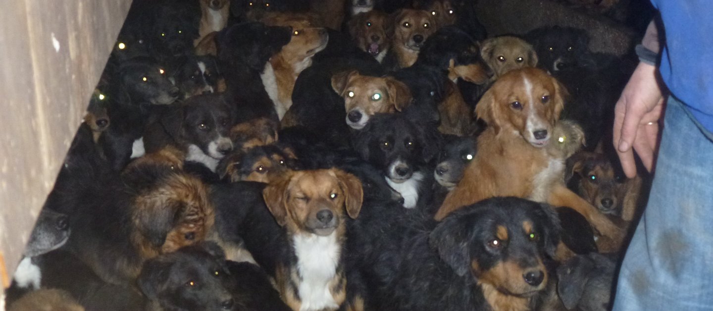 Bei einem Fall von Animal Hoarding sind unzählige Hund dicht aneinandergedrängt in einem dunklen Raum