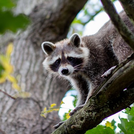 Waschbär Tobi lugt neugierig von einem Ast herunter