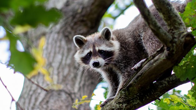 Waschbär Tobi lugt neugierig von einem Ast herunter