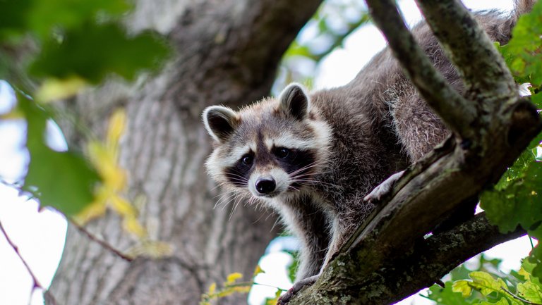 Waschbär Tobi lugt neugierig von einem Ast herunter