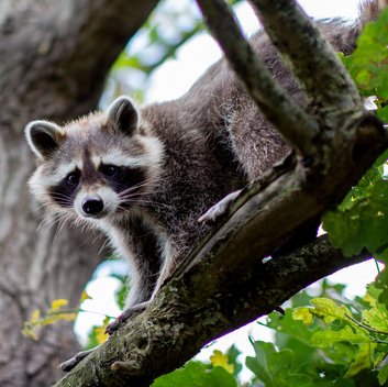 Waschbär Tobi lugt neugierig von einem Ast herunter