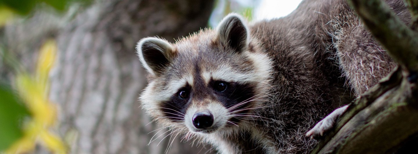 Waschbär Tobi lugt neugierig von einem Ast herunter