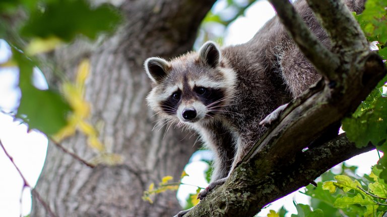 Waschbär Tobi lugt neugierig von einem Ast herunter