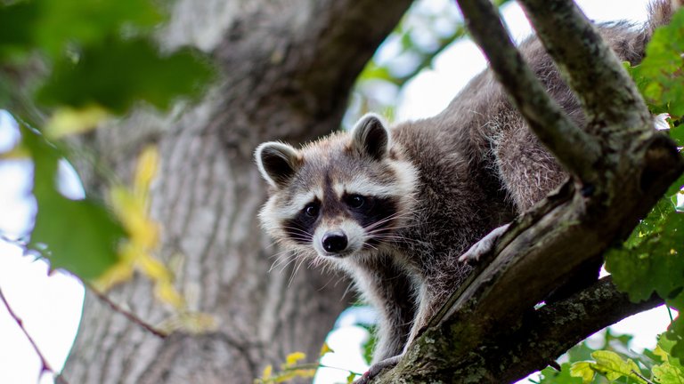 Waschbär Tobi lugt neugierig von einem Ast herunter