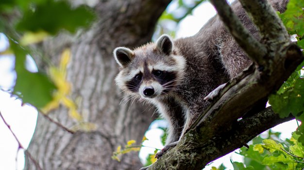 Waschbär Tobi lugt neugierig von einem Ast herunter