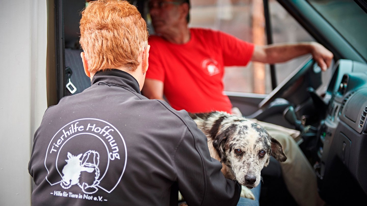 Mitarbeiter der Tierhilfe Hoffnung hilft Straßenhund ins Auto