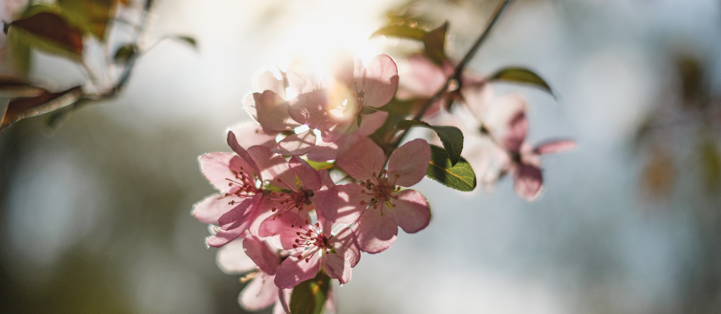Kirschblütenzweig in der Sonne