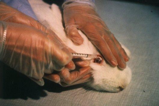 Einem Kaninchen werden bei einem Tierversuch flüssige Substanzen ins Auge getäufelt