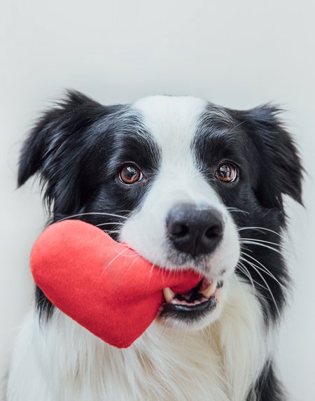 Border-Collie mit rotem Stoffherz in der Schnauze