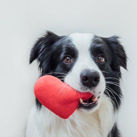 Border-Collie mit rotem Stoffherz in der Schnauze