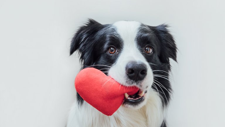 Border-Collie mit rotem Stoffherz in der Schnauze