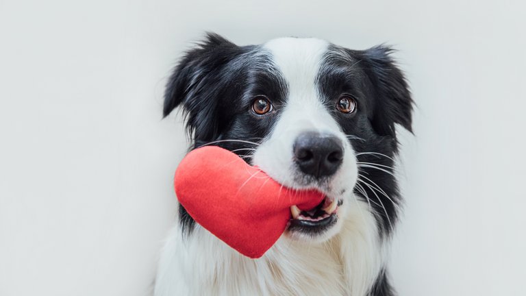 Border-Collie mit rotem Stoffherz in der Schnauze