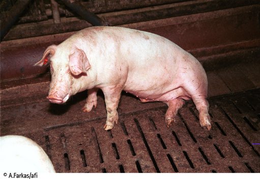 Ein Schwein in industrieller Haltung auf Spaltboden