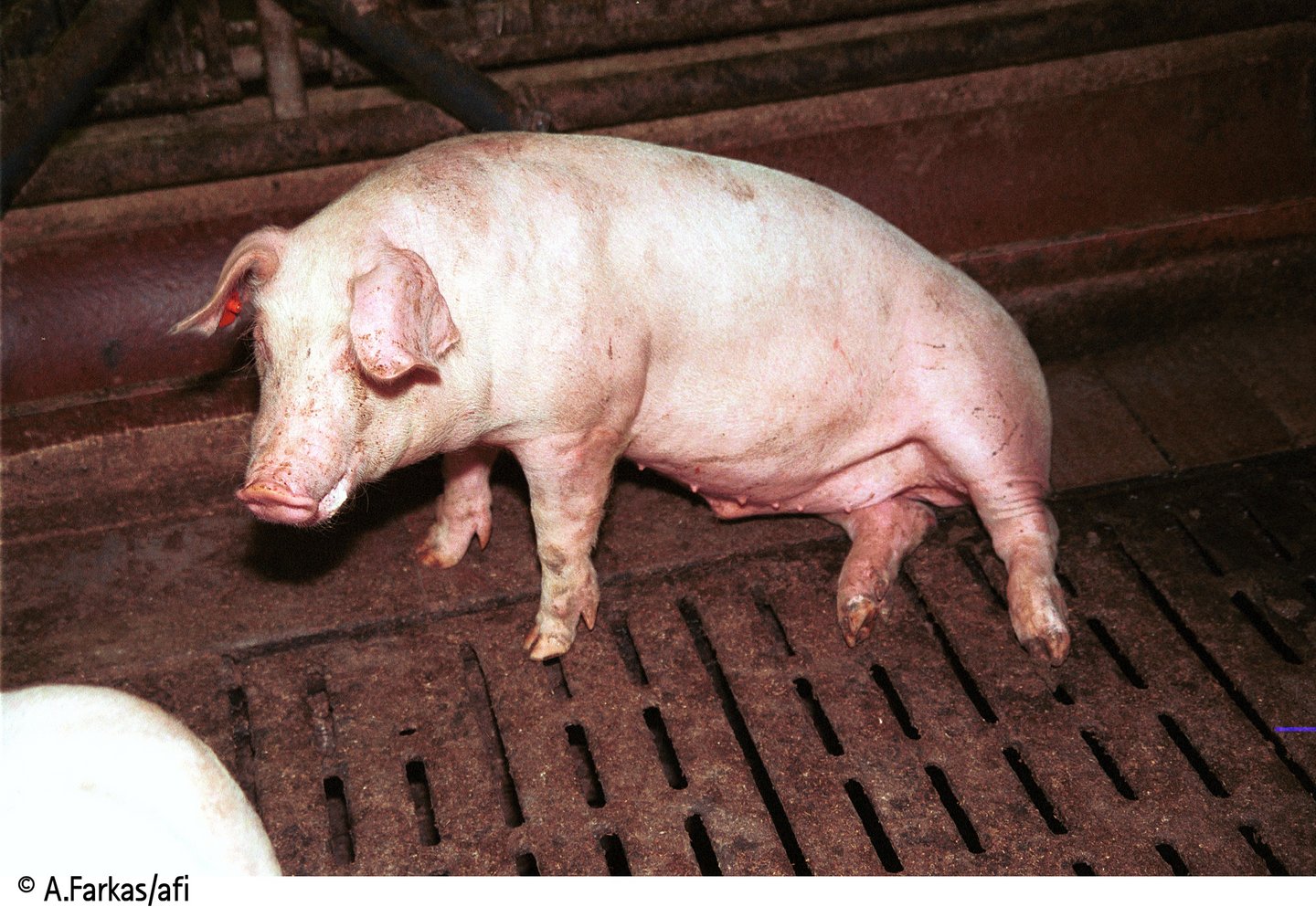 Ein Schwein in industrieller Haltung auf Spaltboden