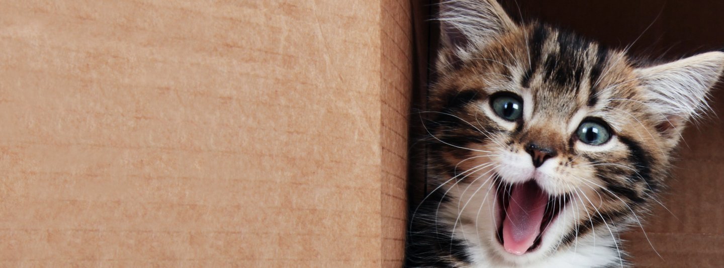 Panoramabild von einer kleinen Katze, die in die Kamera miaut.