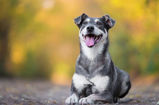 Hund liegt fröhlich auf dem Boden vor unscharfem Waldhintergrund