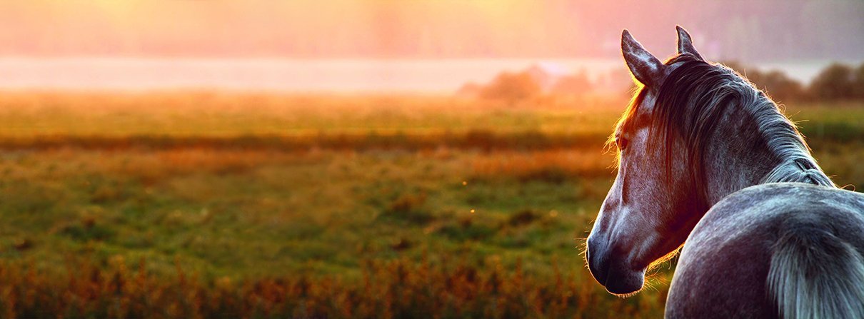 Graues Pferd, das in den Sonnenuntergang schaut