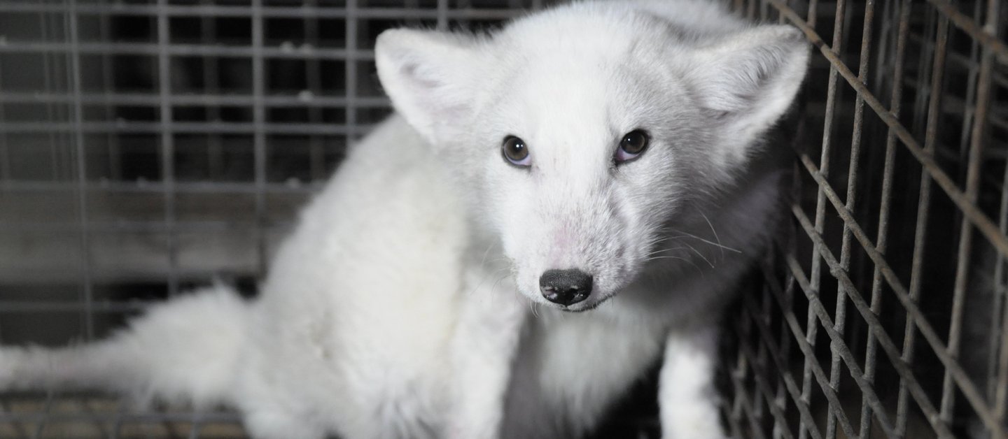Polarfuchs liegt in einem Gitterkäfig