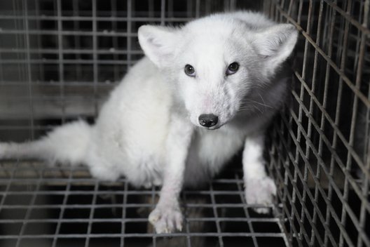 Polarfuchs liegt in einem Gitterkäfig